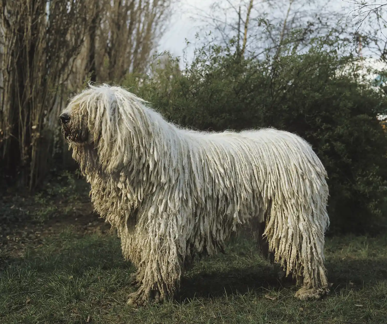 Perro Komondor de pie afuera.