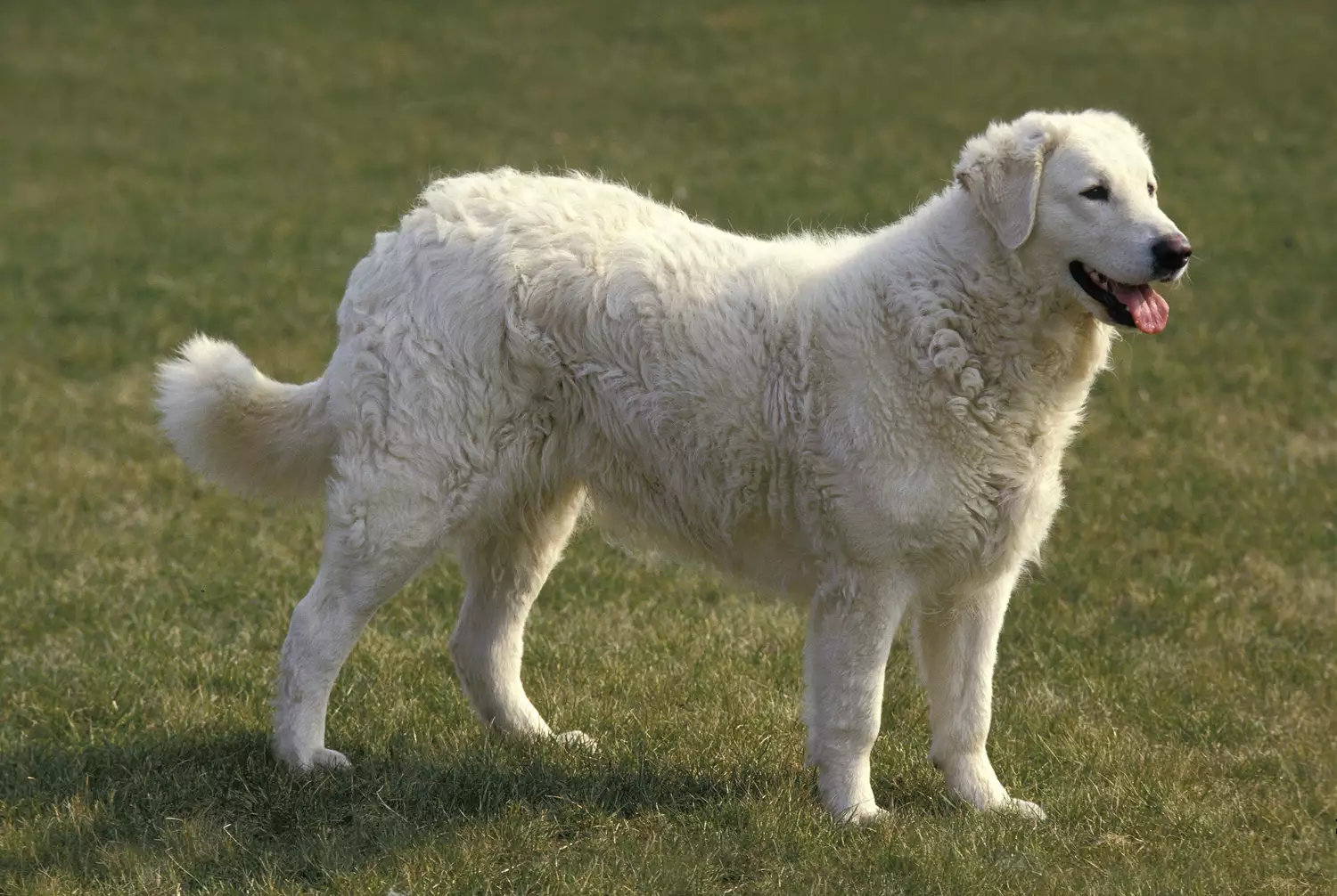Perro Kuvasz de pie