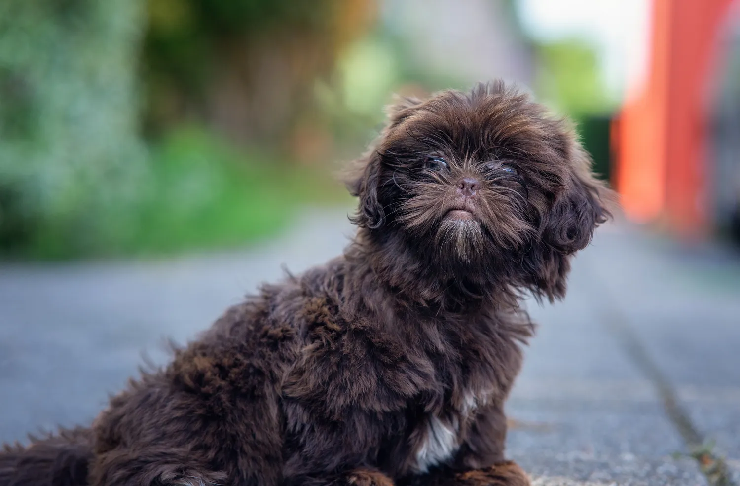 Shih-poo mirando hacia la cámara.
