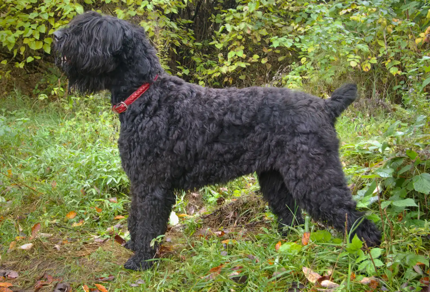 Terrier Negro Ruso