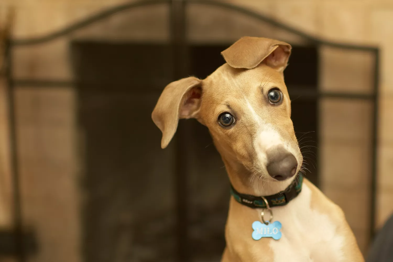 Galgo italiano color marrón claro con collar y placa frente a una chimenea apagada.