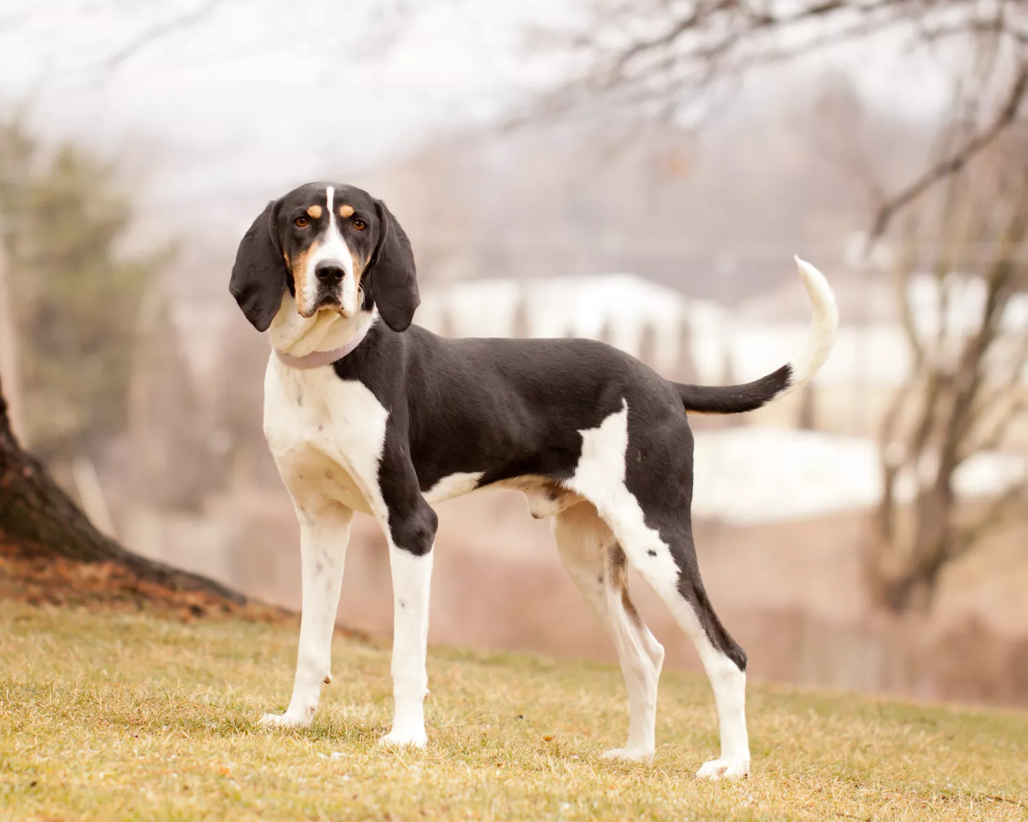Treeing Walker Coonhound de pie afuera sobre una colina con césped.