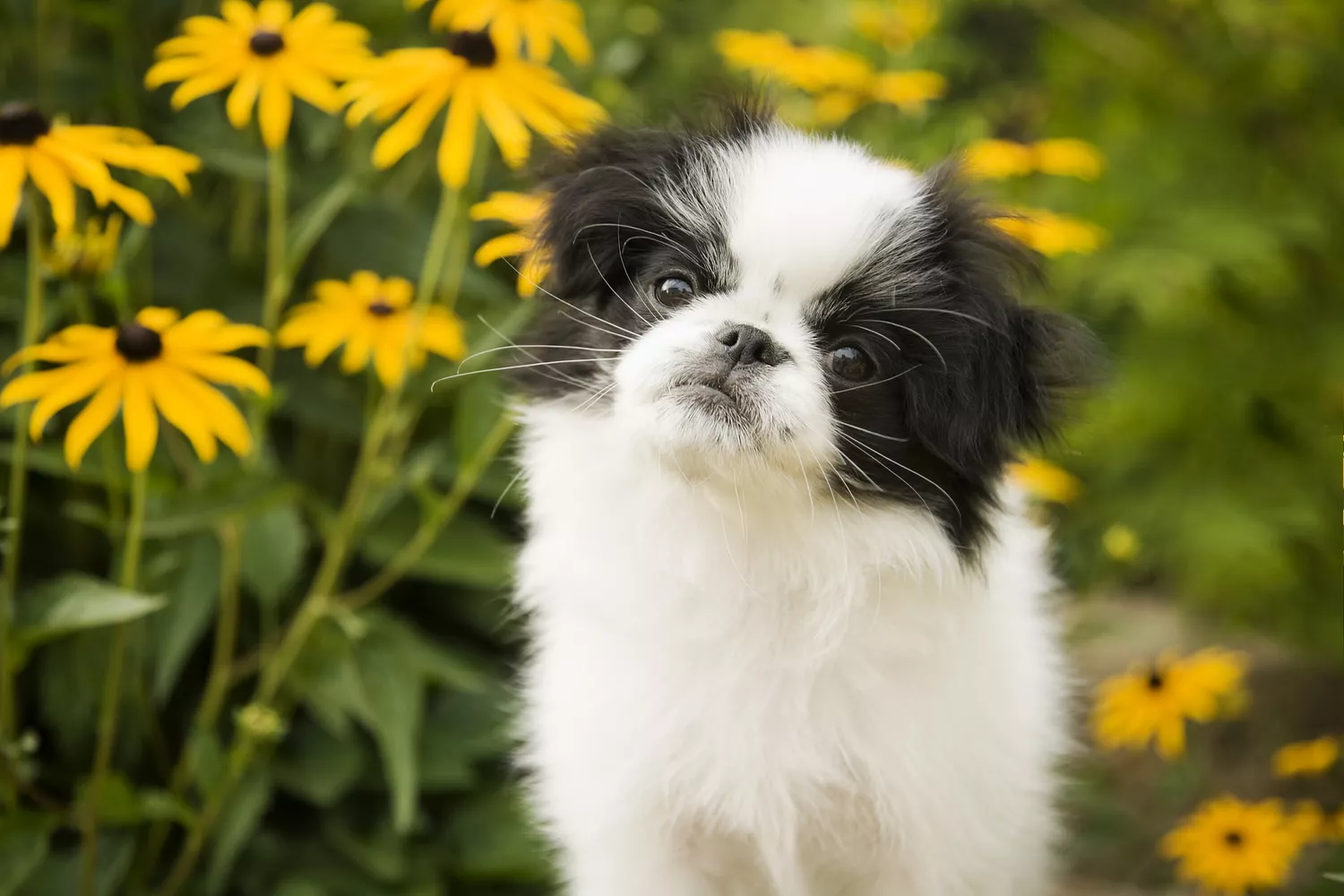 Cachorro Japanese Chin en un jardín junto a margaritas amarillas.