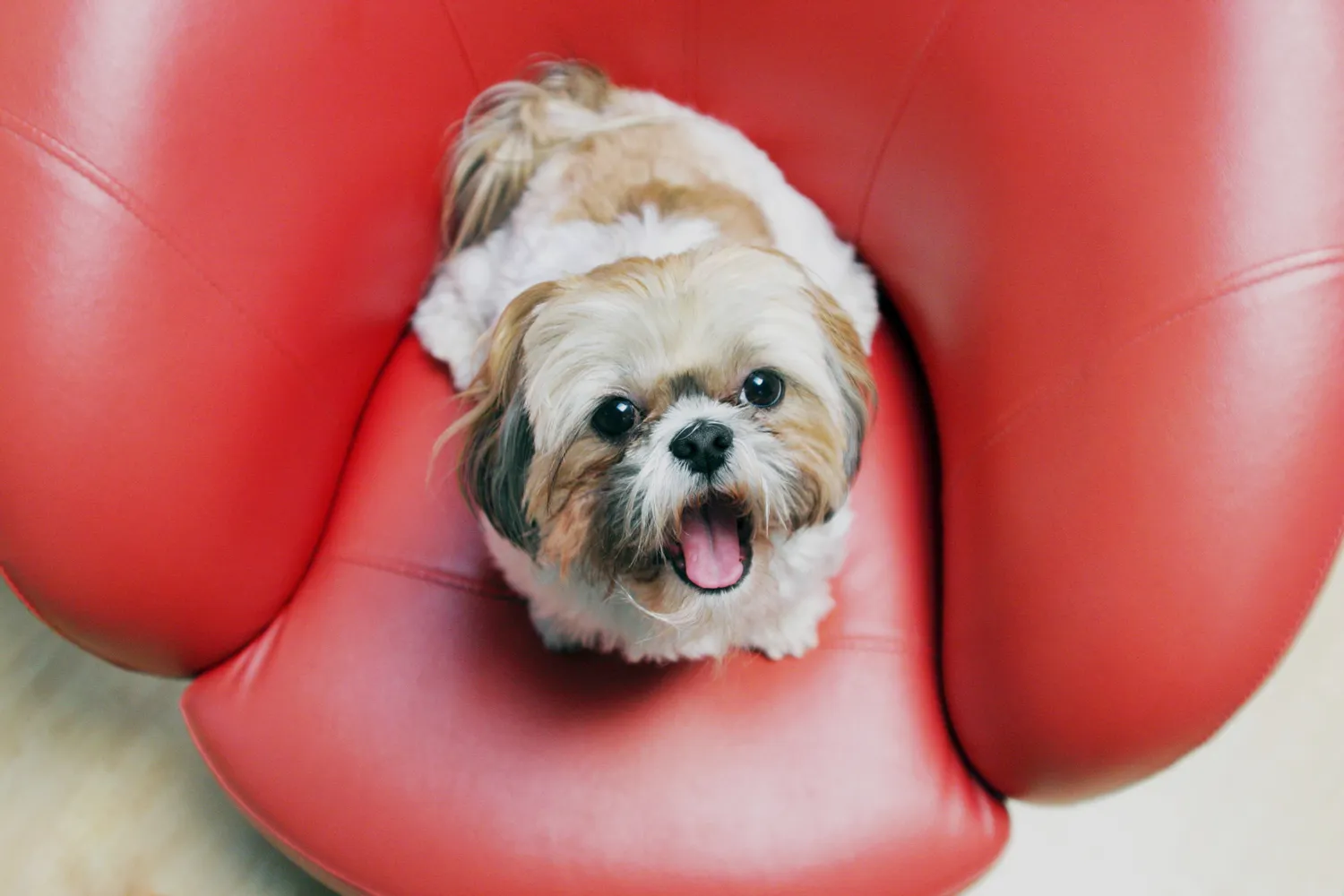 Shih Tzu con la boca abierta sobre una silla de cuero rojo.