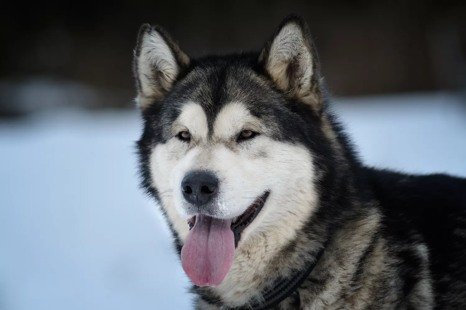 Malamute de Alaska