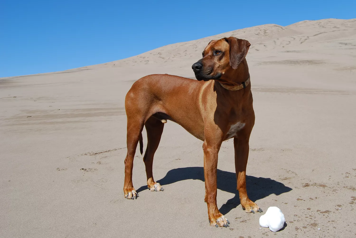 Un elegante Rhodesian Ridgeback marrón parado erguido sobre una duna de arena con cielo azul de fondo.