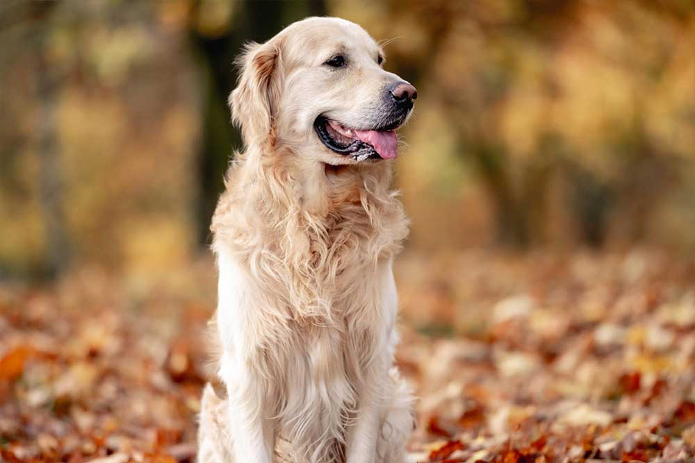 Golden Retriever