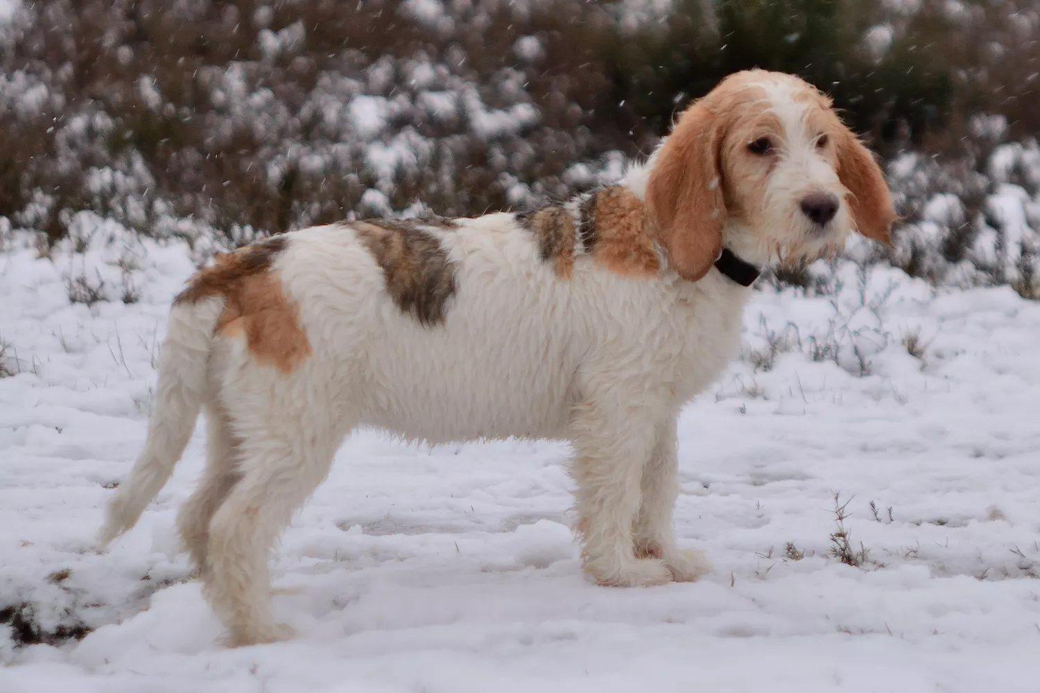Grandes Basset Griffon Vendéen parados en la nieve