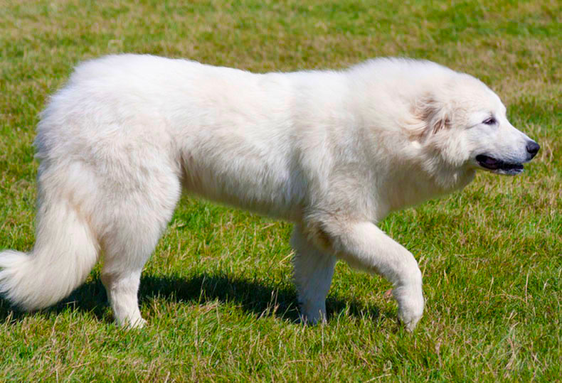 Perros Peludos: Perro de Montaña de los Pirineos