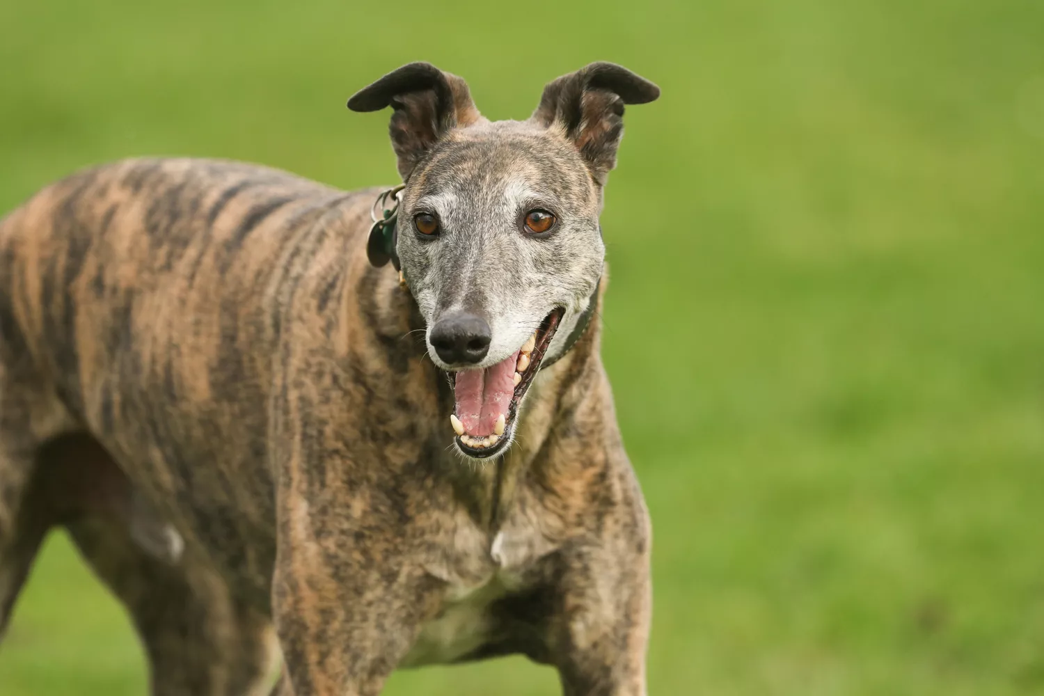 Galgo atigrado sobre césped
