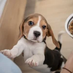 Guia completa de alimentacion para cachorros de perro que deben comer segun su edad