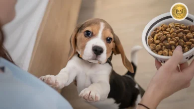 Guia completa de alimentacion para cachorros de perro que deben comer segun su edad