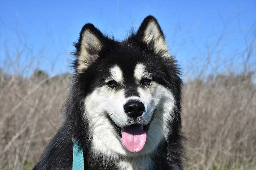 Husky Siberiano