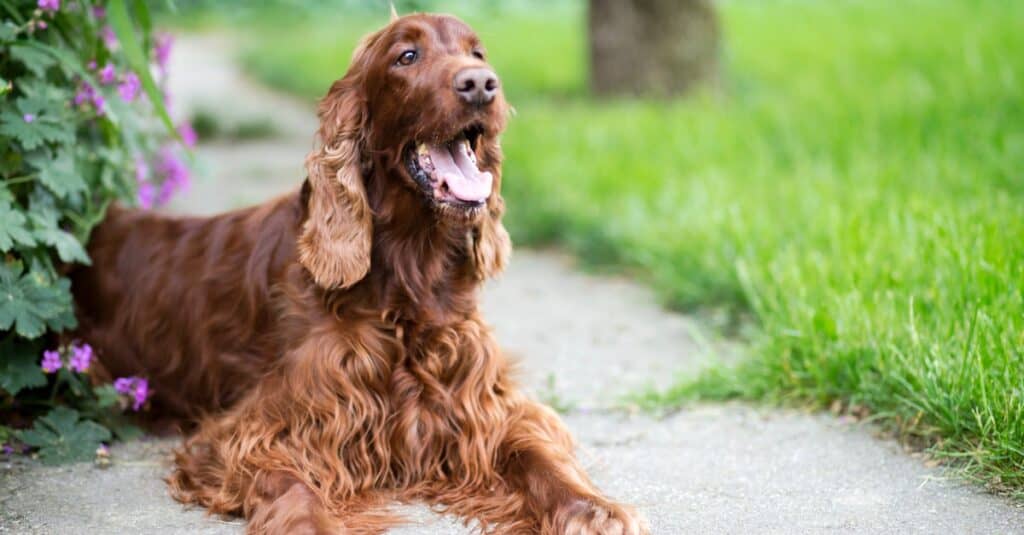 Irish Setter 1024x535 1