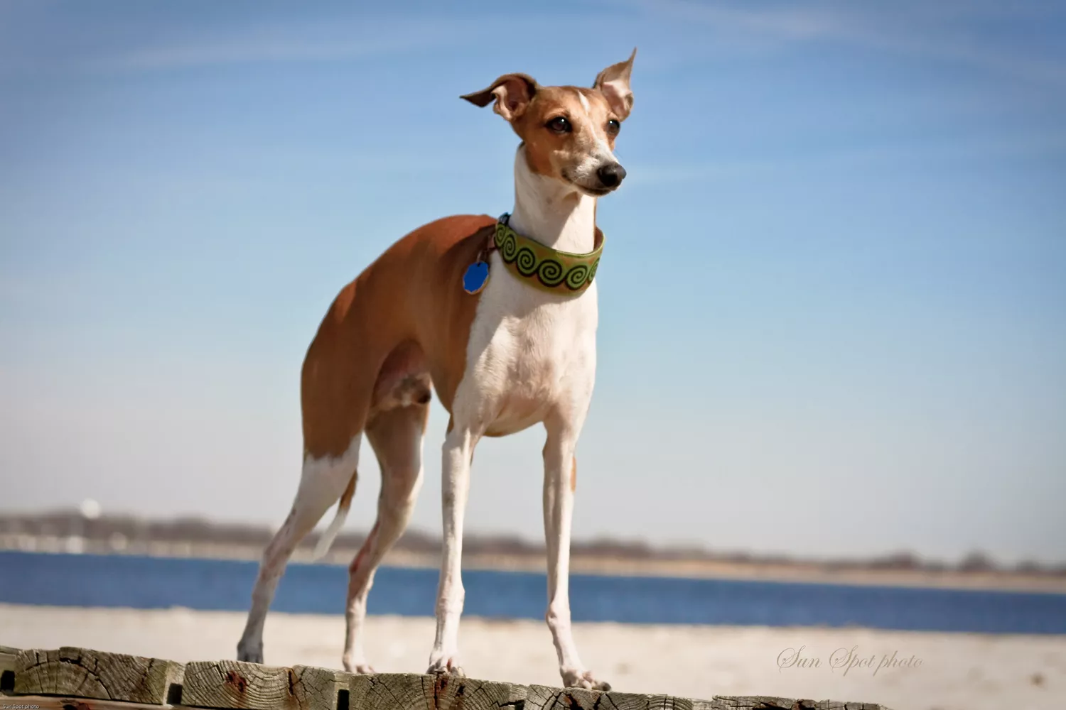 Galgo italiano parado en un muelle