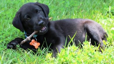 Labrador Retriever
