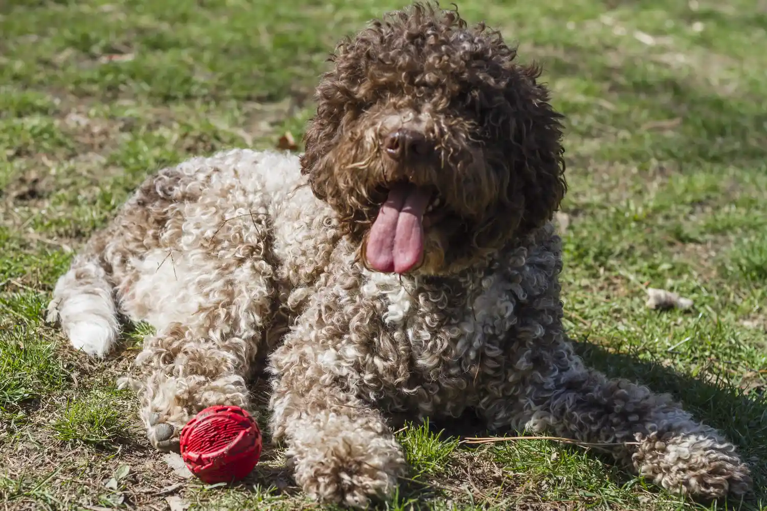 Lagotto Romagnolo acostado en la hierba junto a una pelota
