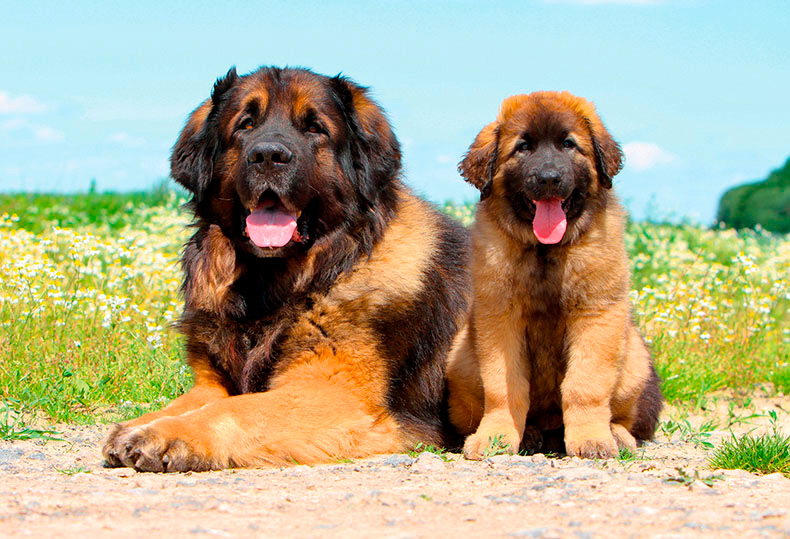 Perros Peludos: Leonberger