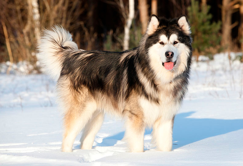 Perros Peludos: Alaska Malamute