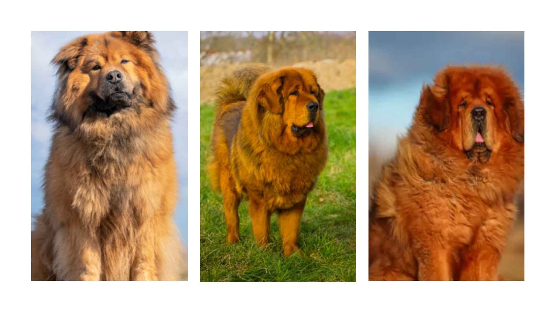 Mastín tibetano