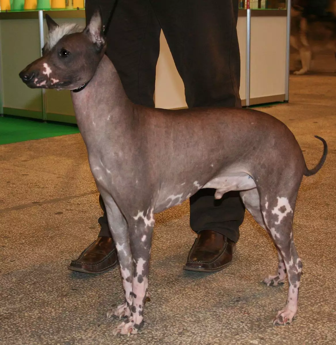 Perro Khala sin pelo parado
