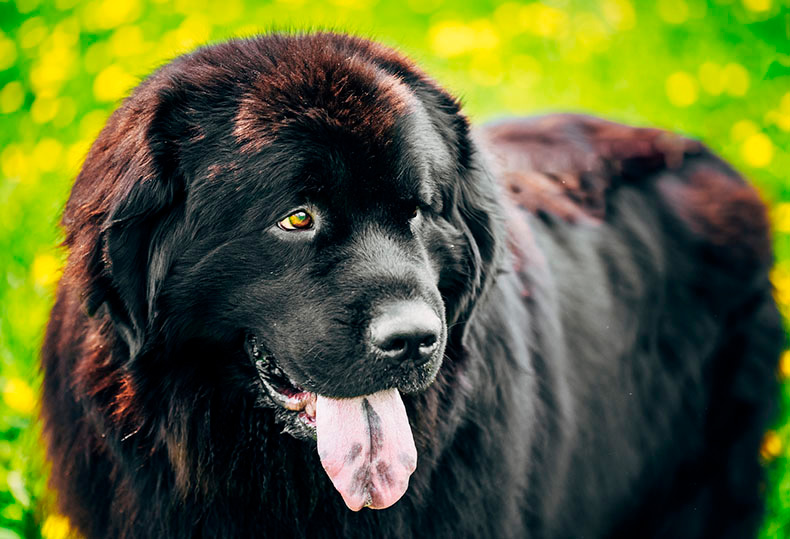 Perros Peludos: Newfoundland