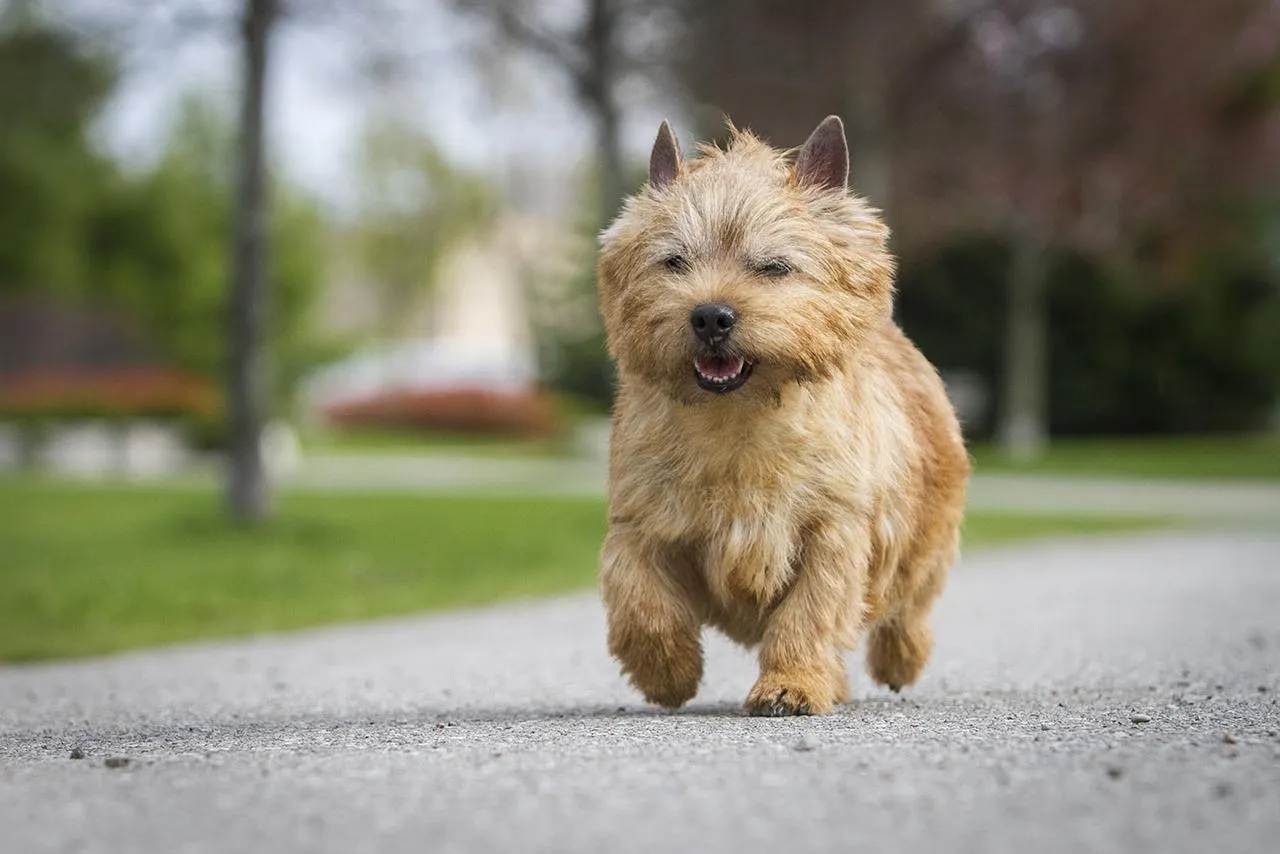 norwich terrier caminando por la acera