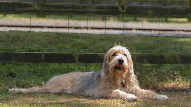 Otterhound laying outdoors