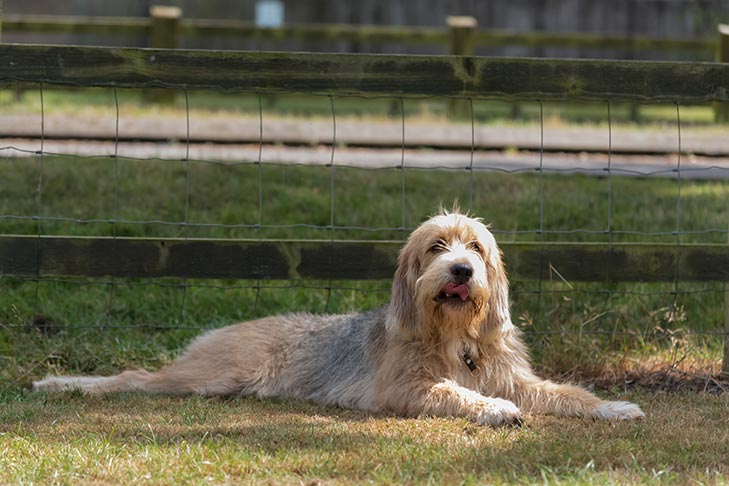Otterhound laying outdoors