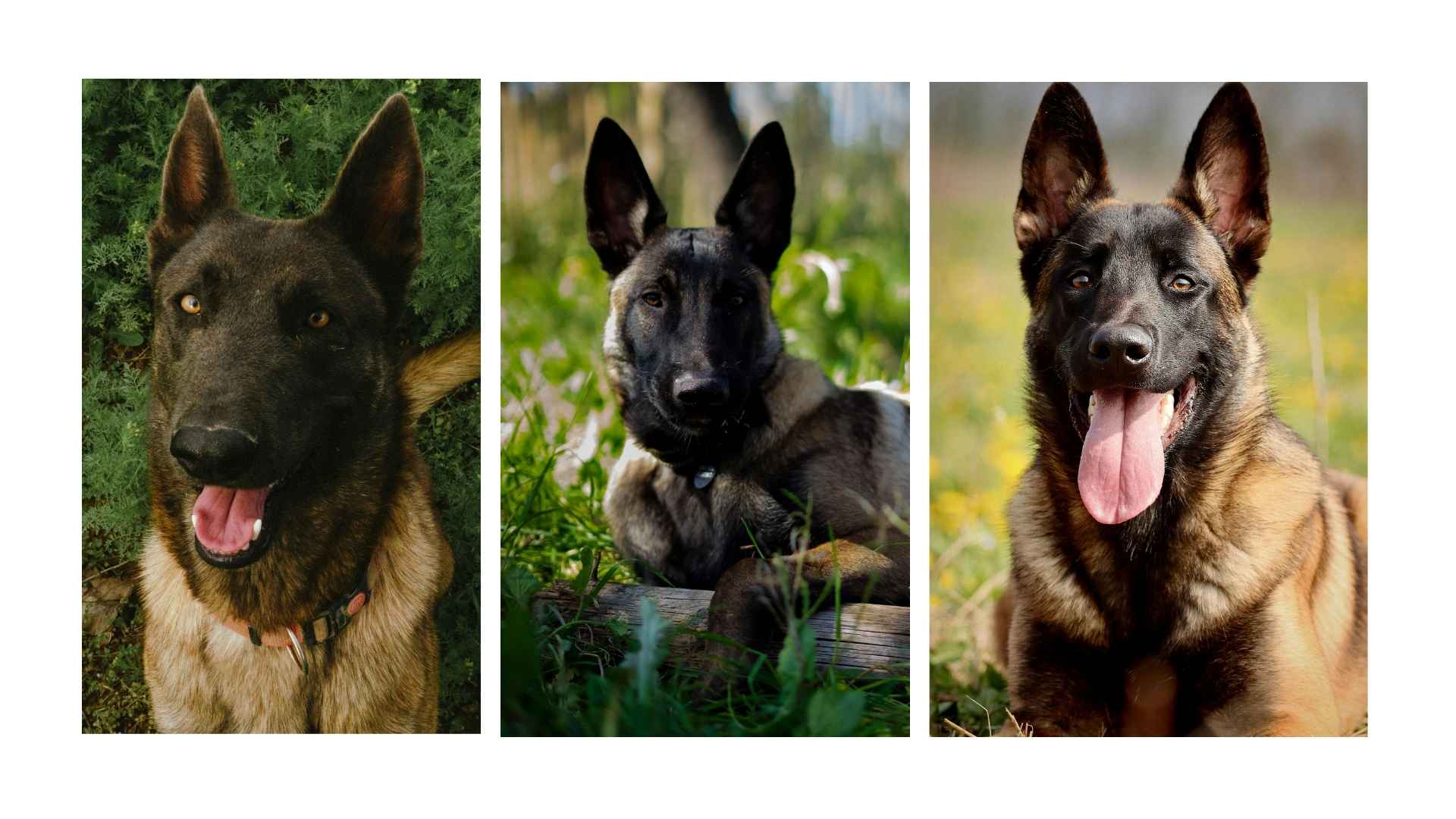 Pastor Belga Malinois
