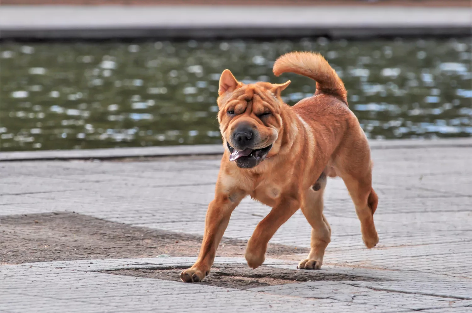 Shar-Pei corre cerca del agua de un canal.