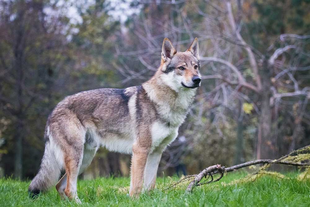 Perro Lobo Checoslovaco