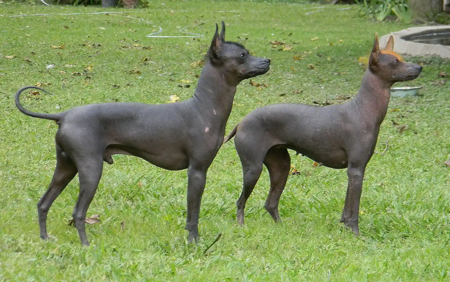 Perro pila argentino