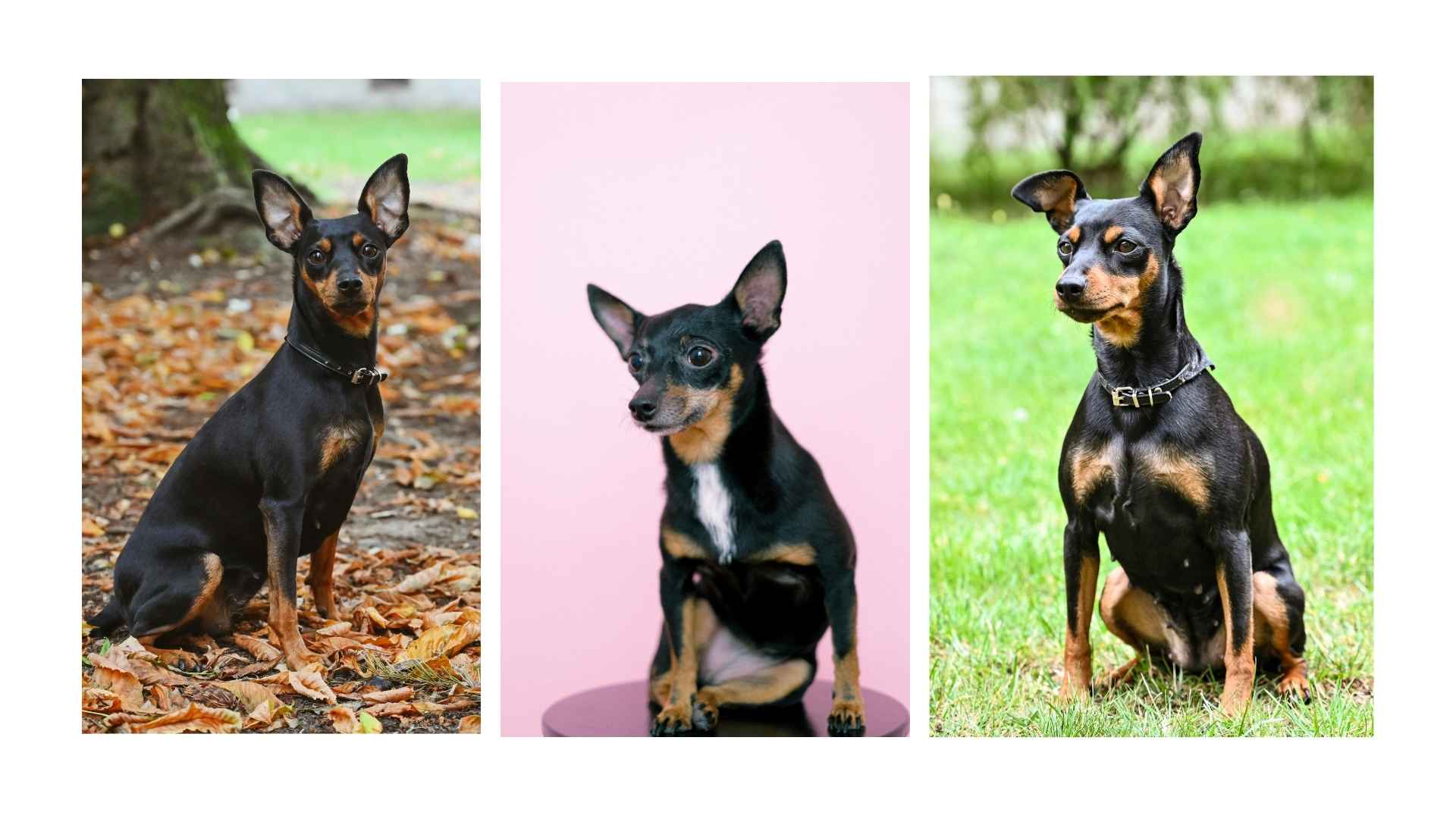 Pinscher miniatura