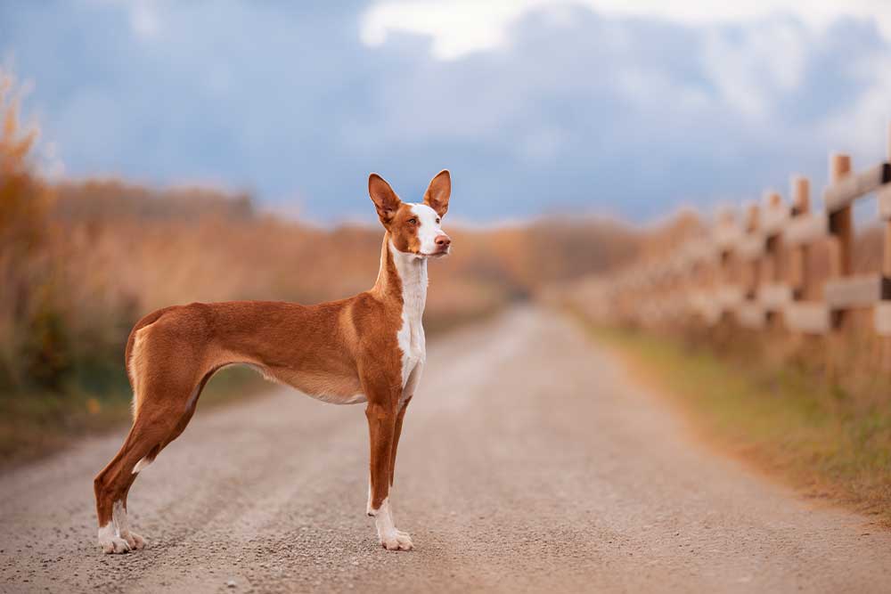 Podenco Ibicenco