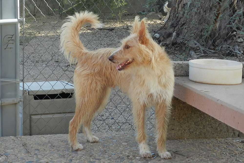Podenco Portugués