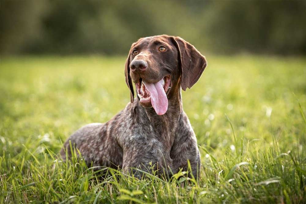 Pointer