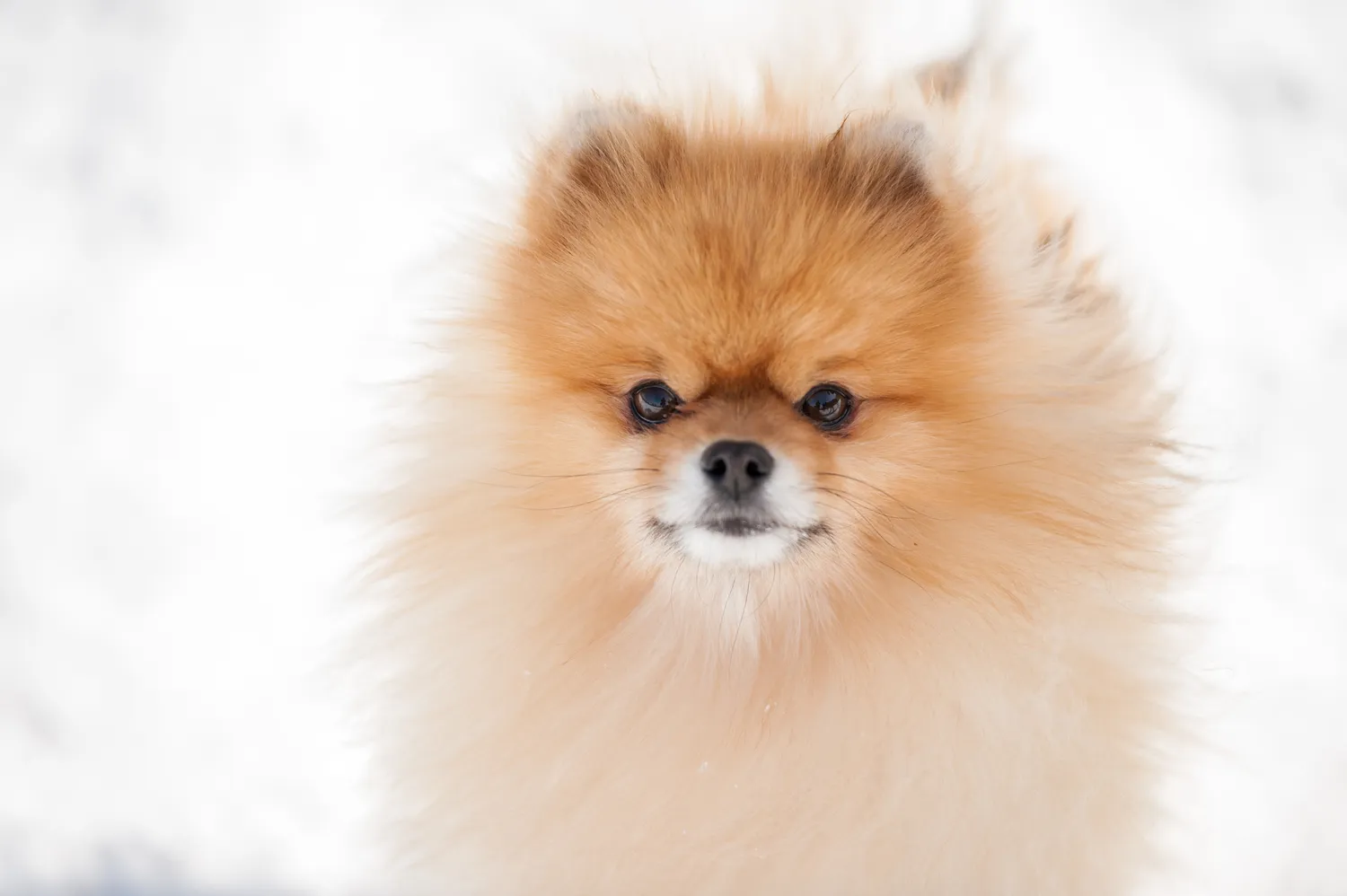 Retrato de un pomerania con fondo nevado borroso