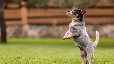 Razas de perros australianos portada