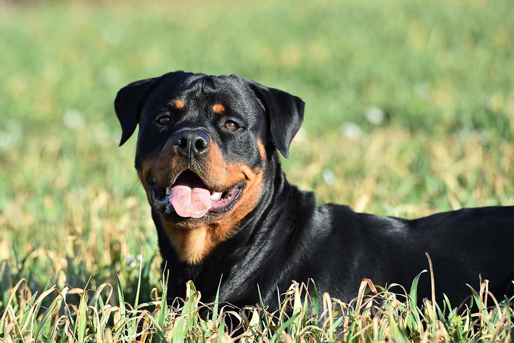 Rottweiler