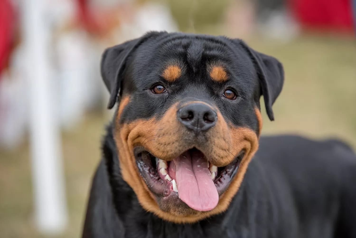 Retrato de un rottweiler