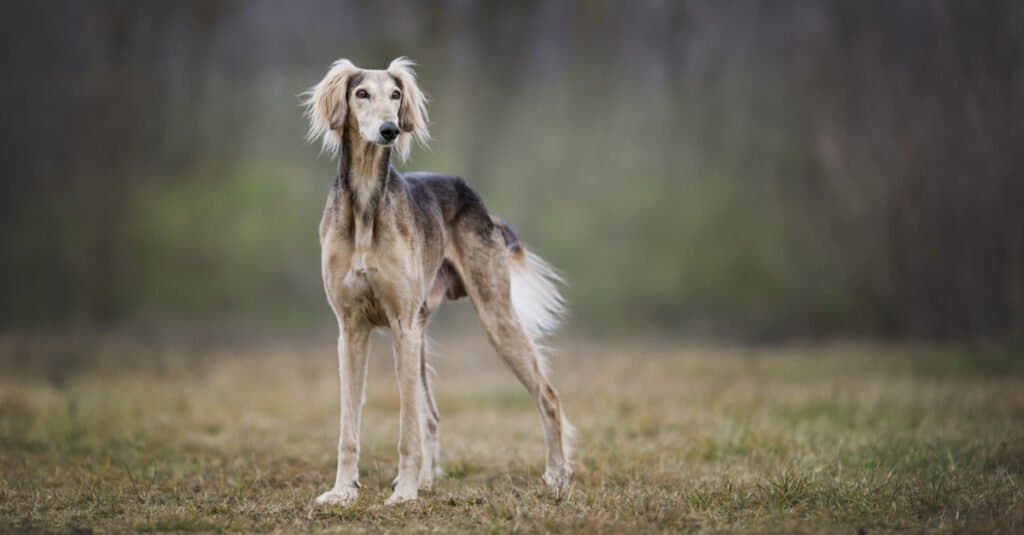 Saluki parado en un campo abierto