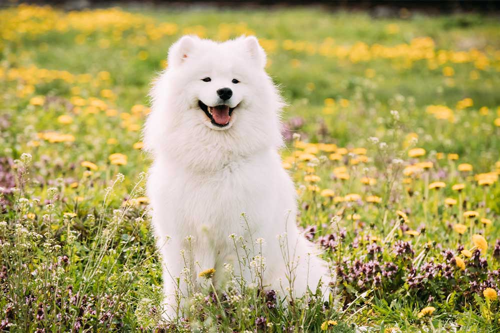 Samoyedo