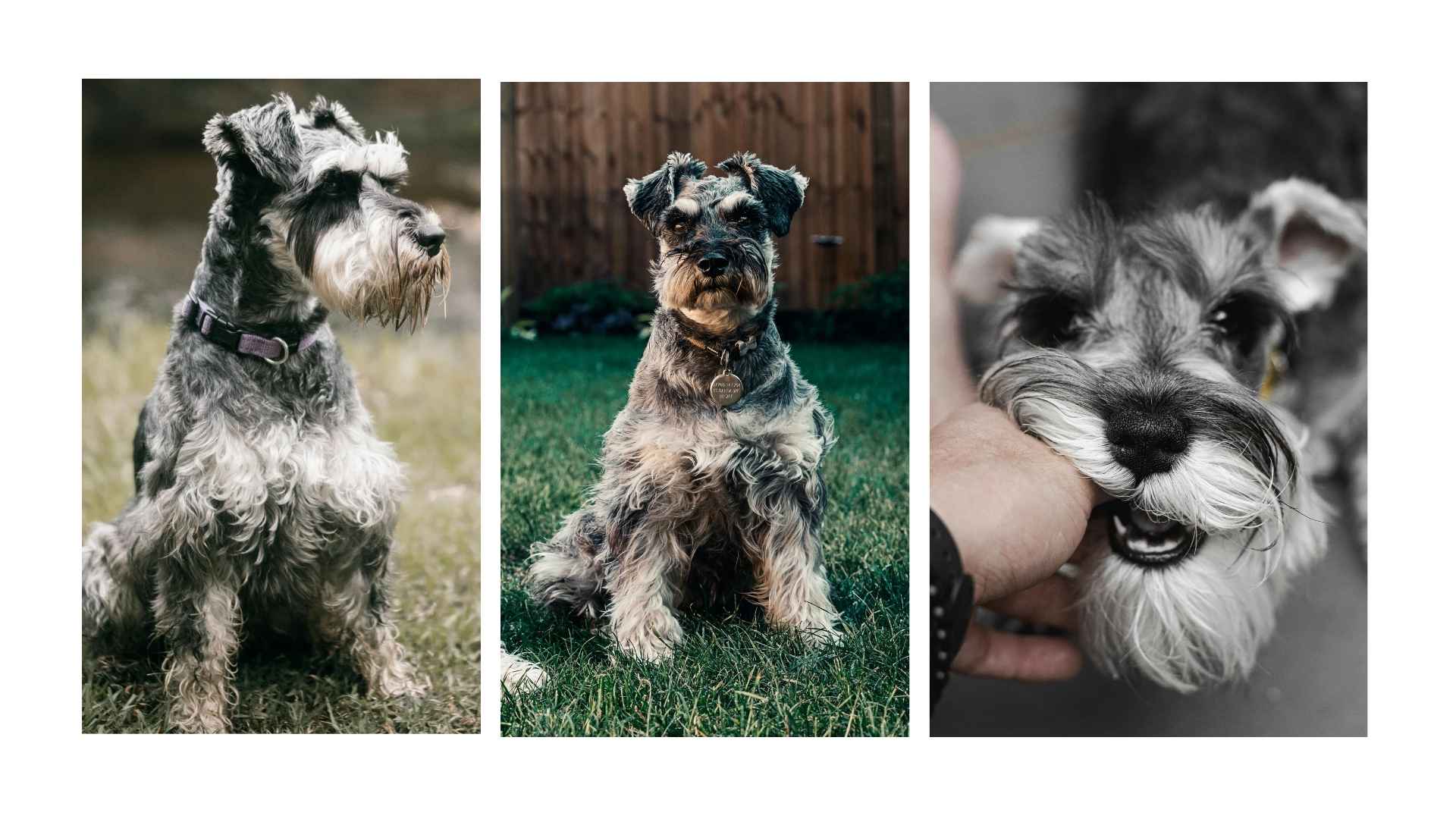 Schnauzer miniatura