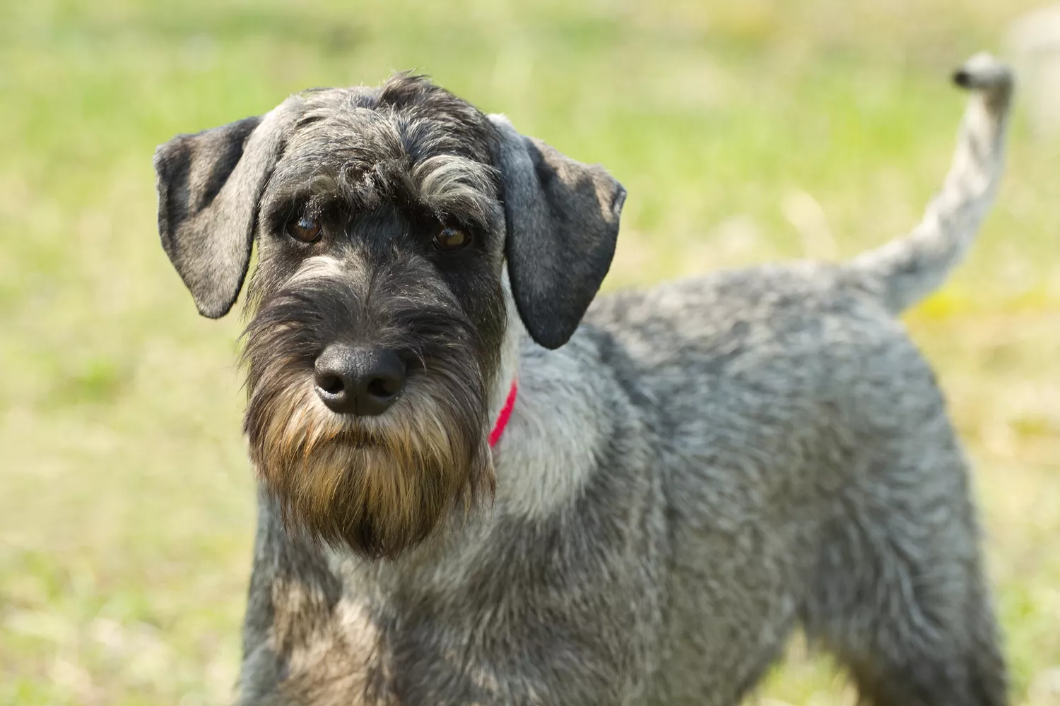 Schnauzer estándar con pelaje sal y pimienta