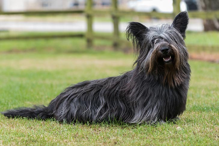 Skye Terrier sentado en un campo.