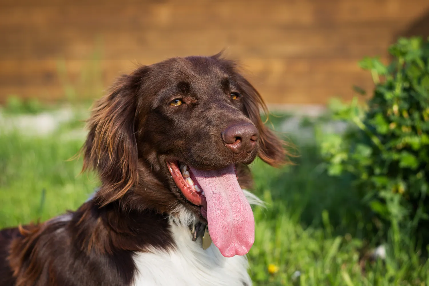 Retrato de un Münsterländer pequeño acostado en la hierba