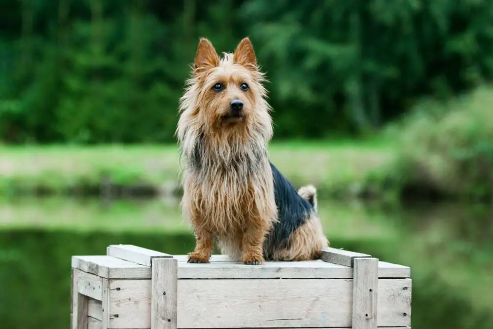 Terrier australiano
