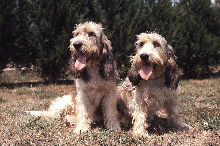 Grand Basset Griffon Vendéen