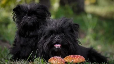affenpinscher